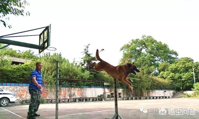 南昌警犬基地:曾春亮是不是根本没有上山，摩托车是从何而来的呢？