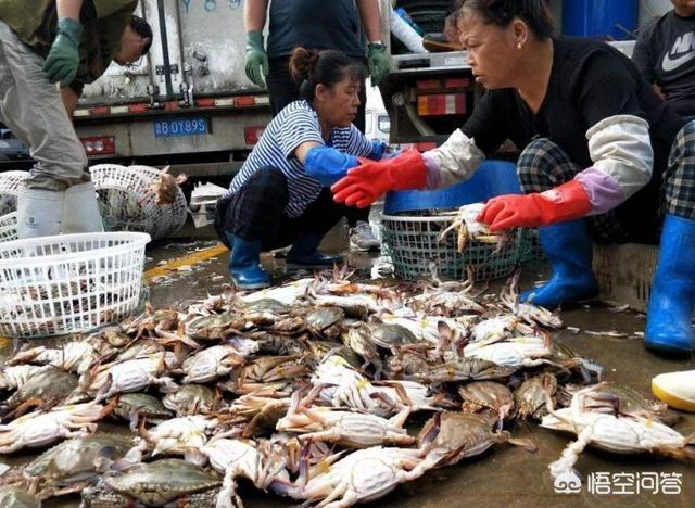 青岛海鱼的种类图片:潮汕海鱼的种类图片及名称 除夕，在青岛吃哪种鱼会比较有地域特色？