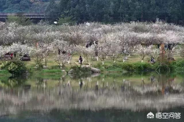 元旦广州哪里好玩(元旦去广州哪里好玩)