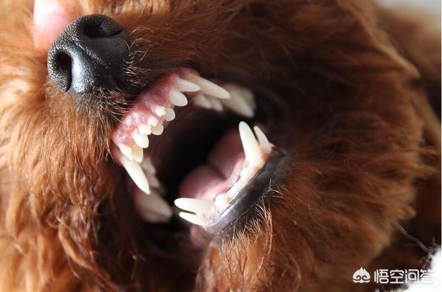 有杀泰迪吧吗:长期打泰迪犬，它会有什么后遗症？