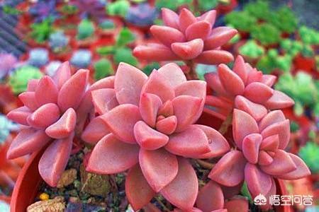 多肉植物怎么种植教程,多肉植物到底该如何养殖呢？