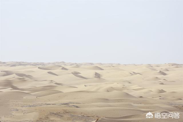 敦煌西湖保护区首次拍到荒漠猫:88公里千人徒步敦煌戈壁，你愿意参加吗？