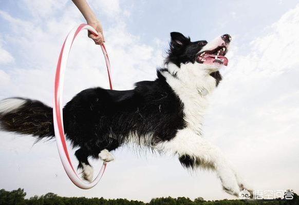 圣伯纳德犬运动量大吗:拉布拉多一条需要多少运动量？