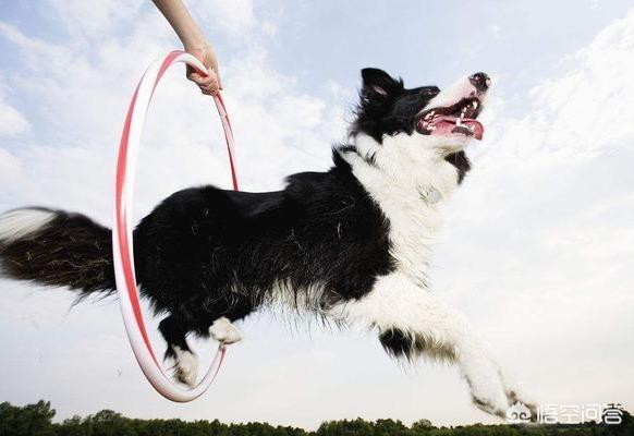 圣伯纳德犬运动量大吗:哪些品种狗狗的食量很大？ 圣伯纳德犬是名狗吗