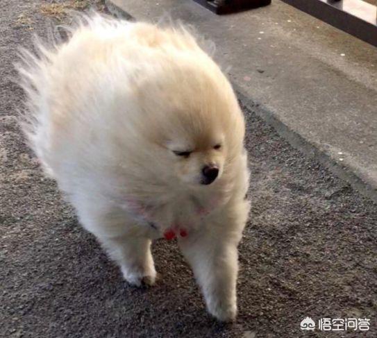 网上搞笑狗狗图片:网上有哪些搞笑、恶搞的动漫手办？