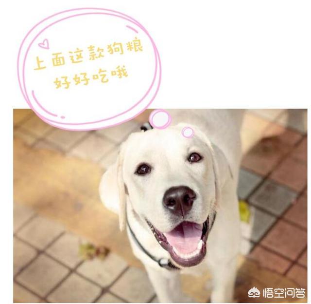 松狮犬视频:第一次养狗，哪些狗狗最好别选？