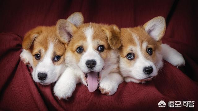 柯基犬:饲养柯基犬难吗？需要注意什么？