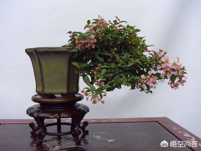 金桔,柑桔,果石榴,无花果,刺梨,胡颓子,木半夏,葡萄,柿,枣,苹果,樱桃