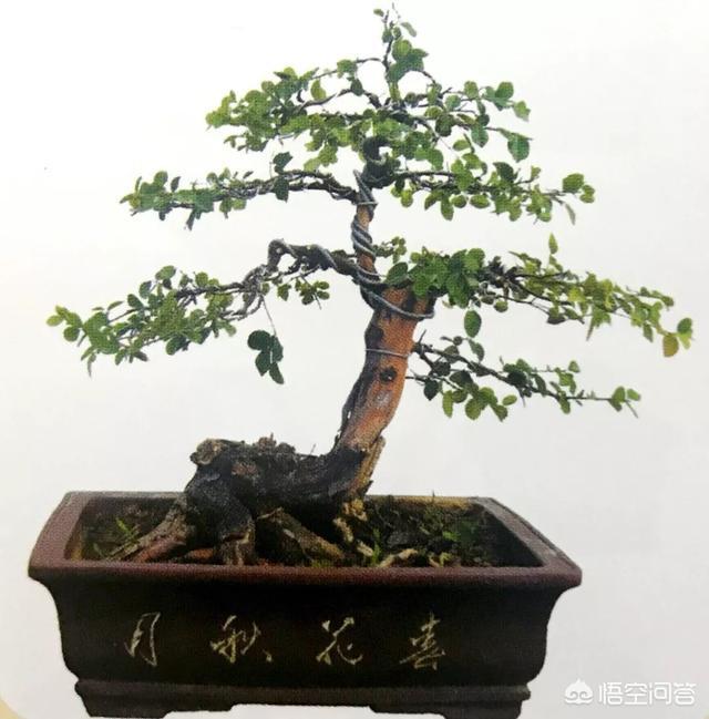 灰叶锦鸡儿:锦鸡儿（雀梅）该怎么制作盆景？