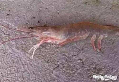 日本对虾红体治疗方法:白对虾养殖中期水色浑浊怎么处理？