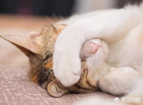 20_10_猫眼膜遮住眼睛:猫咪为什么会在睡觉的时候用爪爪盖住眼睛呢？