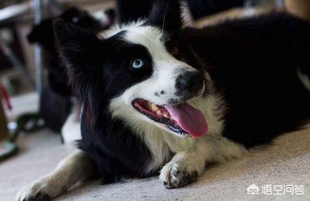 白金汉宫边境牧羊犬研究中心:边境牧羊犬临终前会有哪些特征？