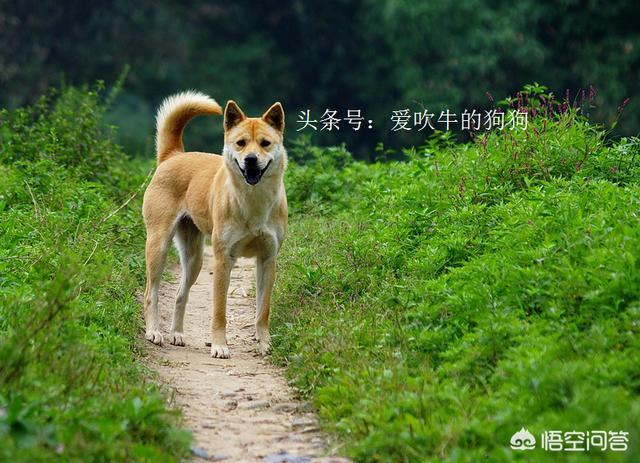 珍岛狗和田园犬:韩国珍岛犬图片大全 养中华田园犬就是丢面子吗？