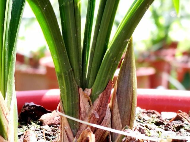 头条问答 - 兰花芦头有点枯,什么原因?(4个回答)