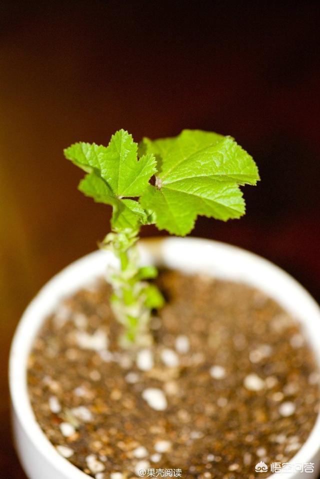 秦始皇时代的人们都吃些什么？主食蔬菜是如何烹饪的？插图39