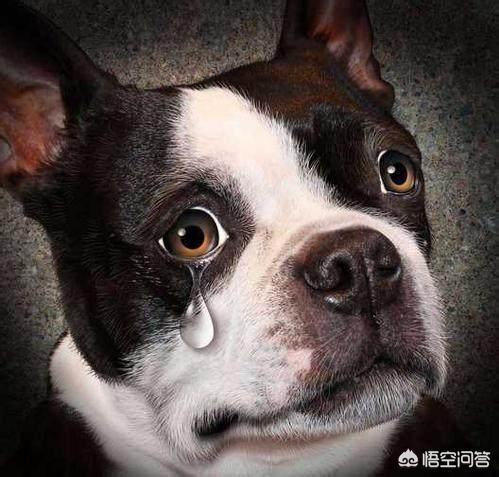 宠物小狗眼泪多怎么回事:狗狗流眼泪了，这是怎么回事？该怎么办？