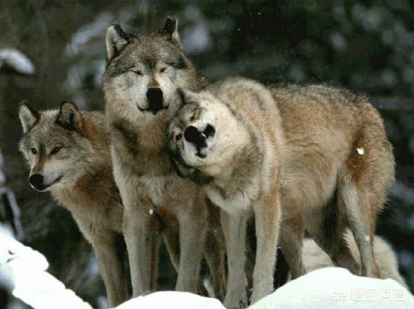 北美灰狼项圈:北美灰狼和美洲豹谁厉害？假使一对一相遇谁能干过谁？