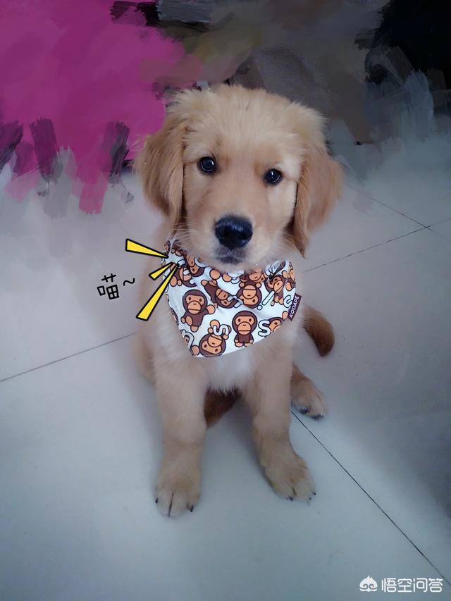 温州幸福金毛俱乐部在哪里:养一只金毛需要做什么准备？