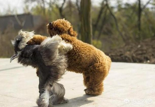 巨型雪纳瑞颜色:怎样区分雪纳瑞犬的颜色？