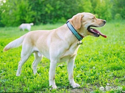 拉布拉多好养吗:拉布拉多是大型犬还是中型犬？有多大？好不好养？ 拉布拉多好养吗活吗