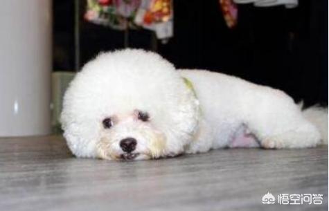 比熊犬好养吗?比熊有哪些优缺点:饲养比熊真的好吗，为什么都说会“生病”啊？