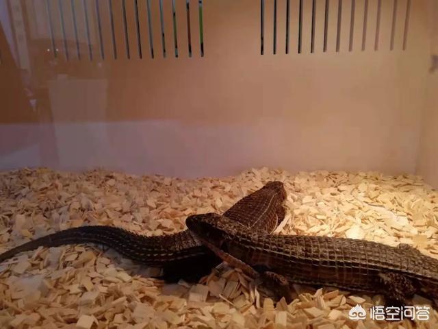 上海宠物展团购:哪里可以查到2018年宠物用品展会的信息？ 2021上海宠物展