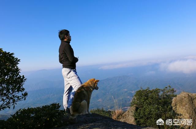 奥达猎犬多少钱一条:二十块钱一只的土狗能养吗？为什么？