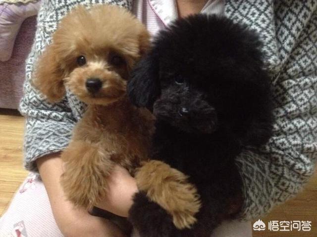 纯种泰迪犬 黑色:为什么感觉养黑色泰迪犬的人比较少？