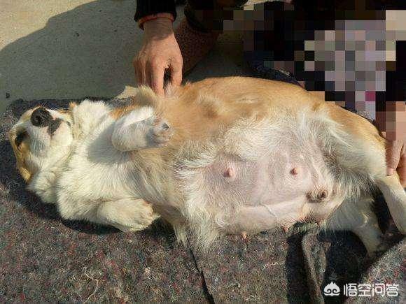 威尔斯柯基犬的屁股:为什么柯基犬，总是喜欢用屁股对着人？