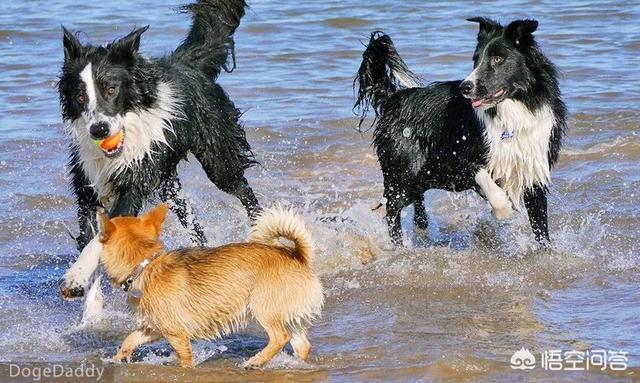 狗狗训练百科全书百度云:狗狗有自己的声音语言吗？我们人可以学会狗语并和狗交流吗？