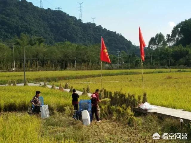 以“稻田”为主题的民宿客栈有哪些推荐