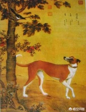 细犬:中国细犬到底是什么样的？滑条是细犬吗？