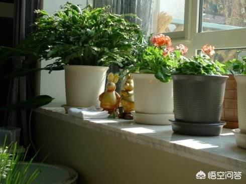 你觉得最好养的植物是什么？