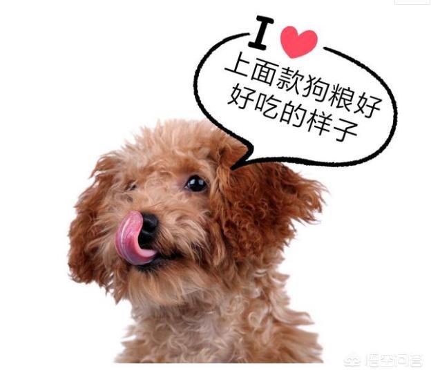 泰日天gif日空气:如何测试狗狗对你的依赖程度？