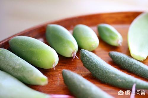 为什么花圃的多肉长得快？