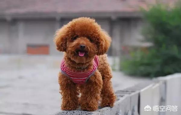 泰迪犬图片:为什么很多人特别讨厌泰迪犬？