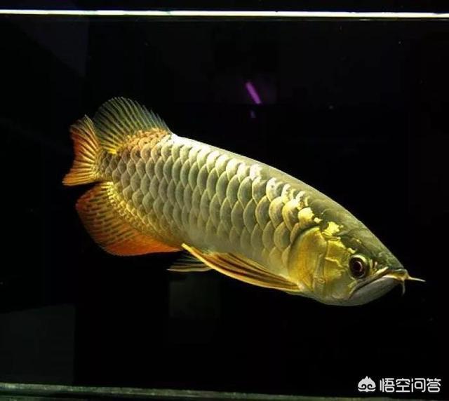 龙鱼养殖:如何给龙鱼喂食？有何禁忌？