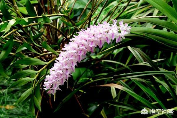 多花指甲兰价位:种植指甲兰需要注意什么？指甲兰有什么作用？