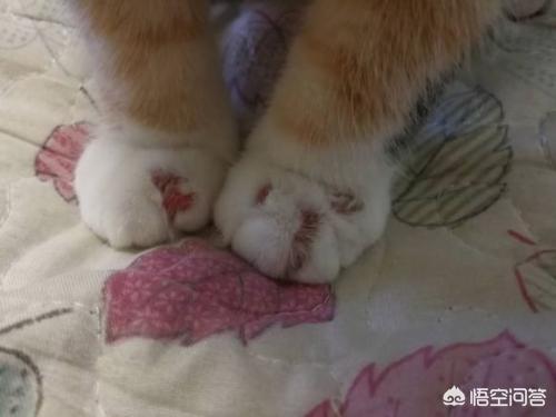 婴儿猫癣初期症状图片:猫两个月时为什么会耳朵痒？