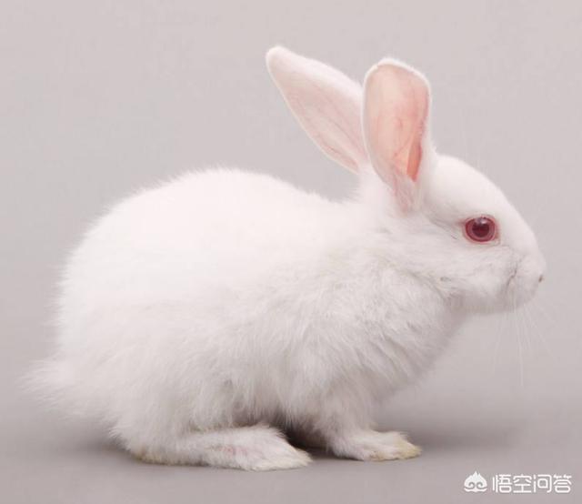 宠物兔子图片:可爱的兔子为什么没能成为阿猫和阿狗那样的大众宠物？