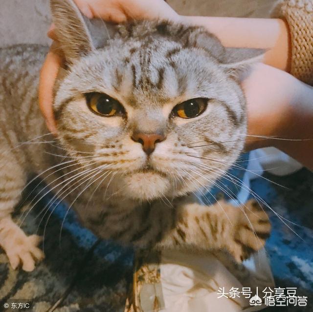 猫不吃雪诗雅罐头:家里的猫主子嫌弃伙食不好不吃饭，应该怎么办？