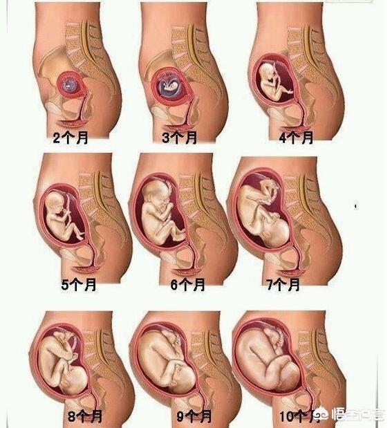 头条问答 怀孕三个月肚子有多大 194个回答