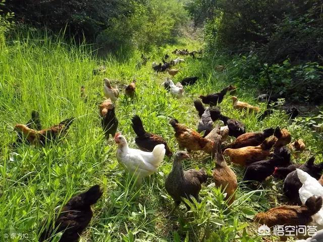 动物性饲料的加工:农村养猪自制配合饲料需要的原料包括哪些？
