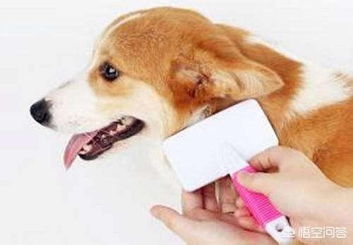 柯基犬:饲养柯基犬难吗？需要注意什么？