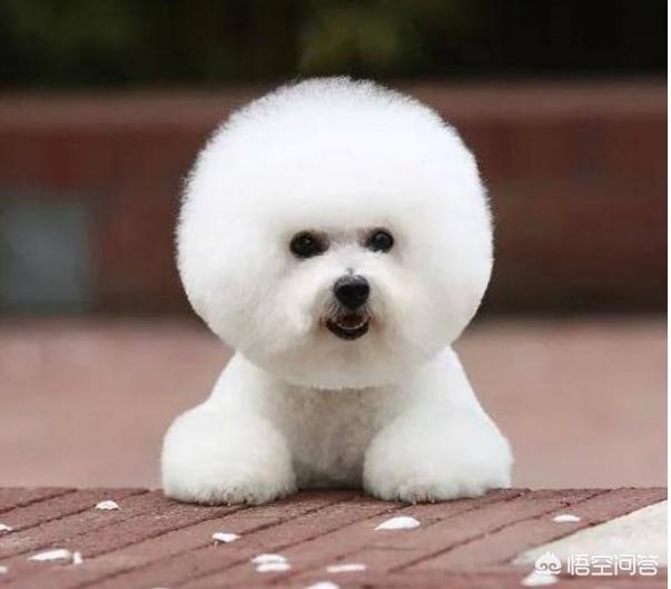 比熊犬好养吗?比熊有哪些优缺点:饲养比熊真的好吗，为什么都说会“生病”啊？