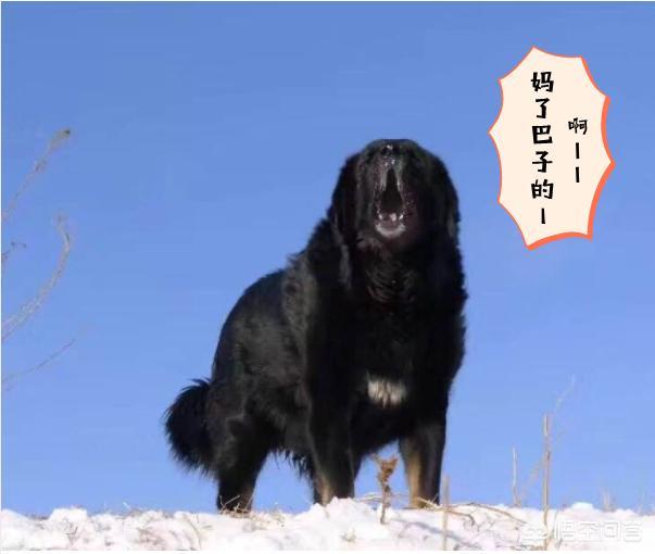 南湖土狗制服藏獒:一只训练有素的德国牧羊犬打得过我国的藏獒吗？为什么？