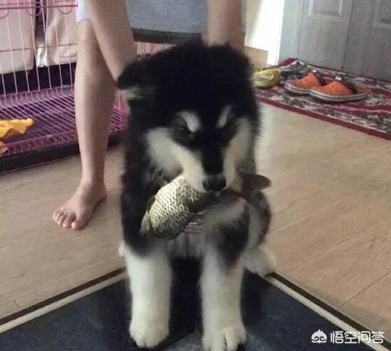 阿拉斯加犬性格太温顺了:阿拉斯加好养吗？适合女生养吗？