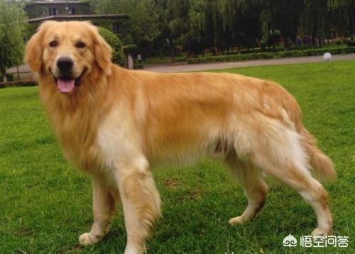 北京金毛价格:金毛犬多少钱一只？影响价格的因素有哪些？