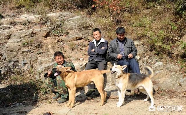 中华田园狗价格:中华田园犬为什么越来越少人养？