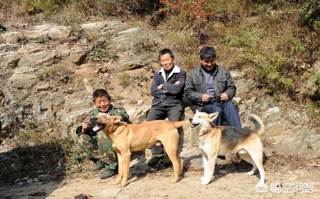 中国土狗凶猛吗:中华田园犬为什么会被城市禁养？